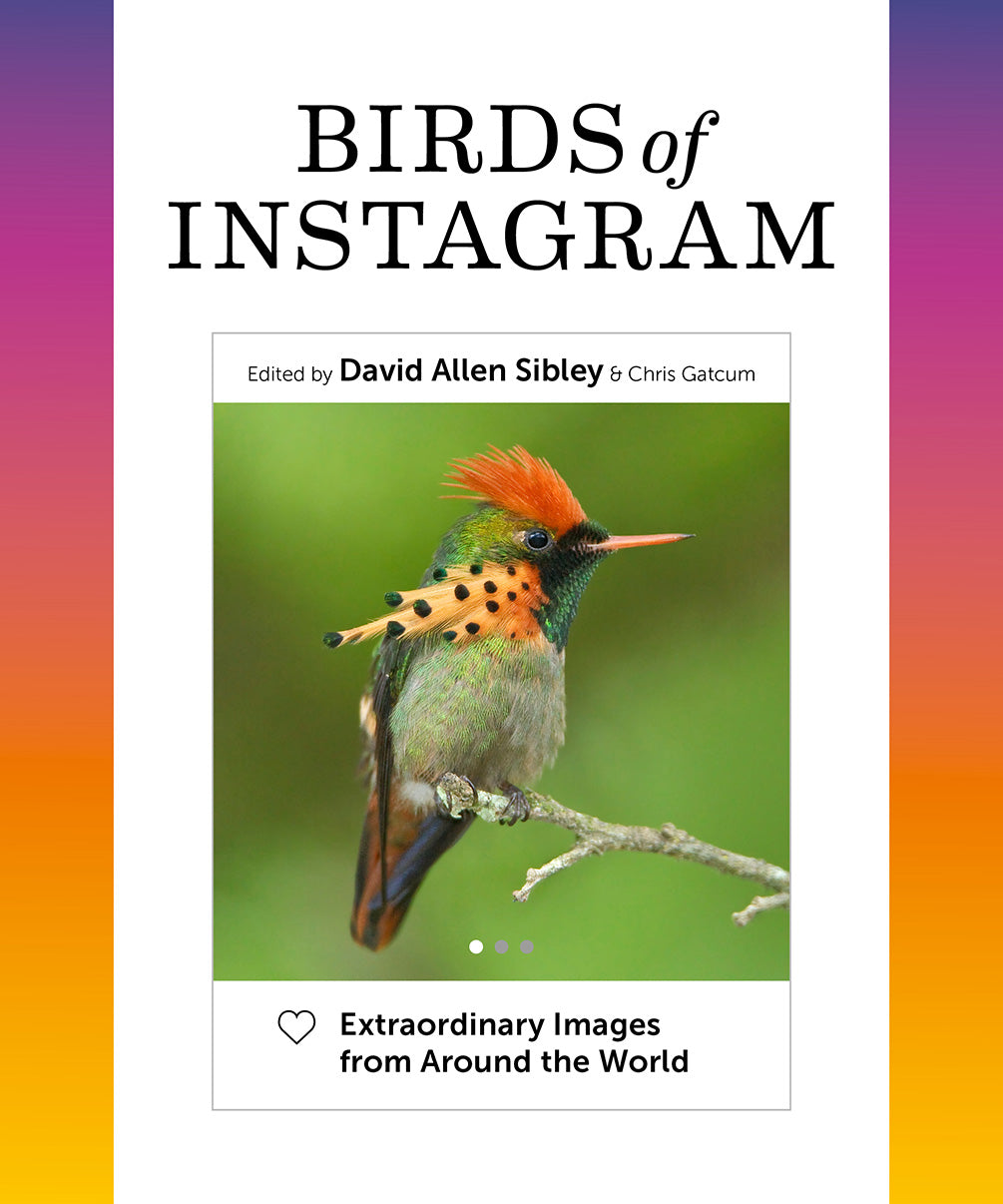 birds of instagram